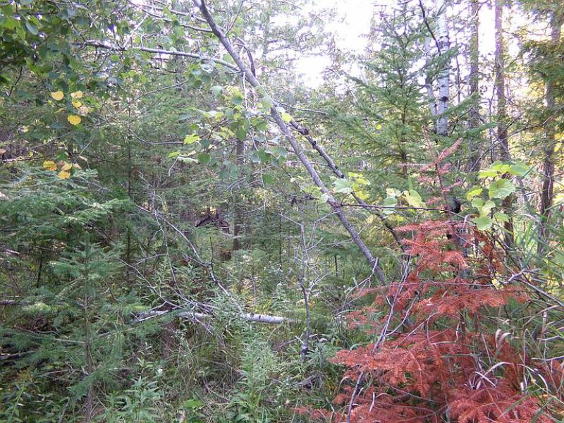 RentalsMLS Rental Main Image