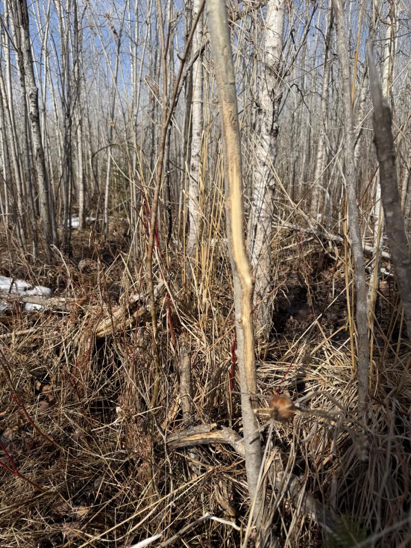 RentalsMLS Rental Additional Image