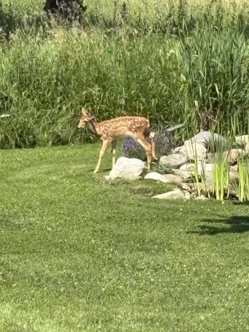 RentalsMLS Rental Additional Image